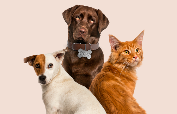 Plano de Saúde Pet: Como Garantir o Bem-Estar e a Saúde do Seu Animal de Estimação com Segurança
